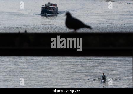 Francfort, Hesse, Allemagne. 10 octobre 2024. Un pigeon se tient sur les rails du train au-dessus du main à Francfort, en Allemagne. (Crédit image : © Matias Basualdo/ZUMA Press Wire) USAGE ÉDITORIAL SEULEMENT! Non destiné à UN USAGE commercial ! Banque D'Images