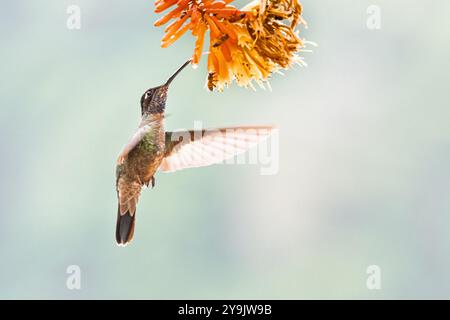 Magnifique colibri (Eugenes fulgens) du Costa Rica Banque D'Images