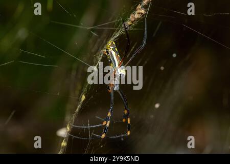 Un beau tisserand d'orbe doré à pattes baguées (Trichonephila senegalensis) sur sa toile Banque D'Images