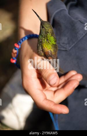 Un petit colibri debout sur la main d'un garçon. Banque D'Images