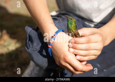 Un petit colibri debout sur la main d'un garçon. Banque D'Images