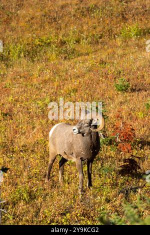 Mouflon (Ovis canadensis), Parc national des glaciers, Montana Banque D'Images