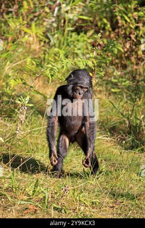 Bonobo, chimpanzé pygmée, (Pan Paniscus), jeune animal, debout Banque D'Images