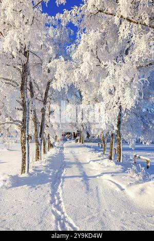 Ligne d'arbres avec hoarfrost par une route à un chalet sur une journée froide et ensoleillée d'hiver, Suède, Europe Banque D'Images