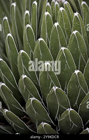 Royal Agave Victoriae-Reginae (Royal Agave), Arizona, désert de Sonora, États-Unis, Amérique du Nord Banque D'Images