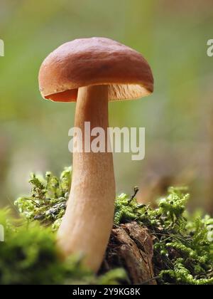 Champignon Lactarius rufus (Lactarius rufus), fond flou, Rhénanie du Nord-Westphalie, Allemagne, Europe Banque D'Images