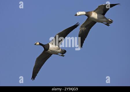 Oie du Canada (Branta canadensis), famille de canards, photo de vol, paire, Luisenpark, Mannheim, Bade-Wuertemberg, Allemagne, Europe Banque D'Images