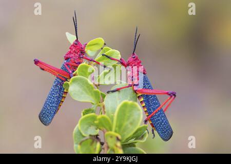 Sauterelle, insecte, (Phymateus morbillosus), Afrique, Afrique du Sud, famille de sauterelles à tête conique, sauterelle à tête conique, West Coast National P Banque D'Images