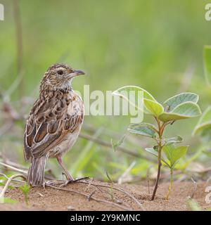 Sabot Lark, (Calendulauda sabot), songbird, Afrique, Afrique du Sud, KwaZulu-Natal, iSimangaliso Wetland Park, composé Lucia, KwaZulu-Natal, Africa Banque D'Images