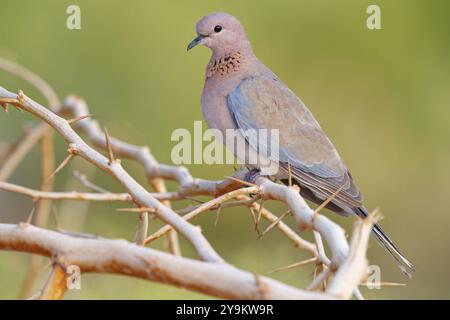 Pigeon palmier, (Streptopelia senegalensis), Gambie, Afrique, famille de Pigeon, camp de Tendaba / Tendaba photo hide, Kwinella, South Bank, Gambie, Afrique Banque D'Images