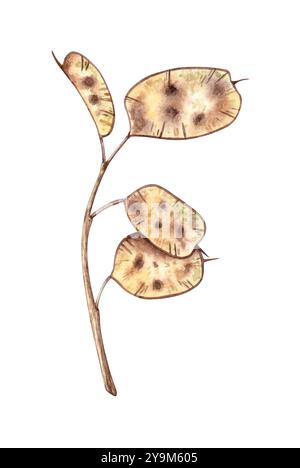 Fleurs séchées beiges lunaria, illustration aquarelle d'herbier. Botanique sèche dans le style boho isolé du fond. Branche lunaire pour la conception d'invi Banque D'Images