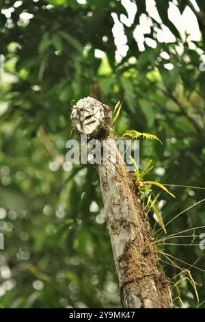 Un totem dans le village de Nanga Raun, Kalis, Kapuas Hulu, Kalimantan occidental, Indonésie. Banque D'Images