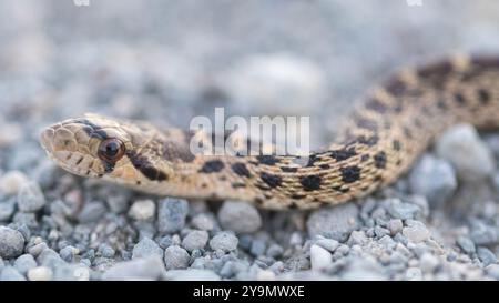 Pacific Gopher Snake - gros plan juvénile. Bay Trail, Sunnyvale, comté d'anta Clara, Californie, États-Unis. Banque D'Images