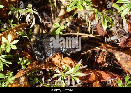 Grenouille commune (Rana temporaria). Grenouilles vraies de la famille (Ranidae). Entre feuilles fanées dans un jardin hollandais en autum. Octobre, pays-Bas Banque D'Images