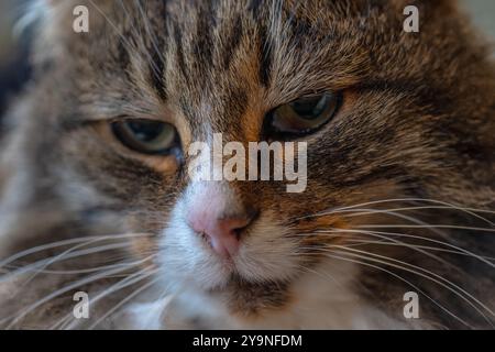 Visage blanc brun et noir d'un chat de la forêt norvégienne Banque D'Images