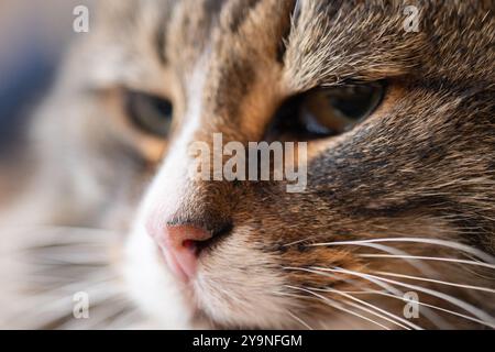 Visage blanc brun et noir d'un chat de la forêt norvégienne Banque D'Images