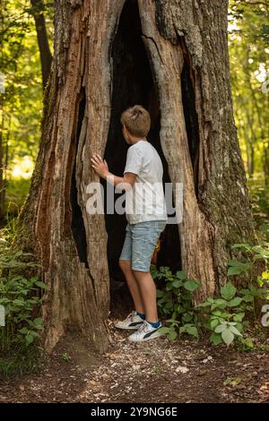 Garçon debout dans un arbre creux Banque D'Images