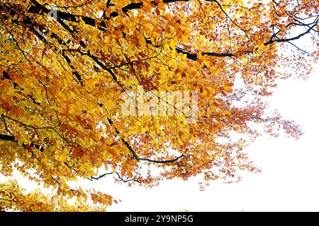 Shades of Autumn - collection colorée nature Banque D'Images