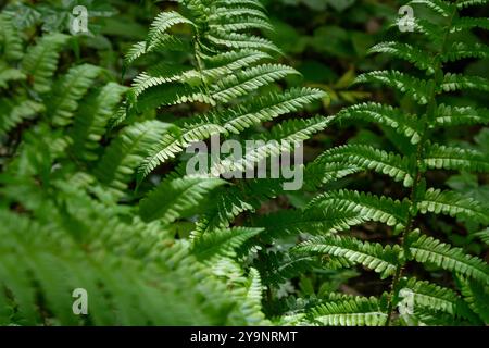 Dryopteris dilatata, ou large fougère-boulier, est une fougère robuste aux frondes vert foncé finement divisées. Il prospère dans l'ombre et le sol humide, ajoutant te luxuriant Banque D'Images