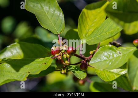 Prunus padus oiseau cerise hackberry hagberry, branches d'arbre Mayday avec baies noires et feuilles jaunes sur fond flou. Banque D'Images