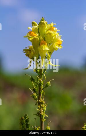 La graine de lin ou sauvage snapdragon Linaria vulgaris est une herbe médicinale. Inflorescence des fleurs sauvages. Banque D'Images