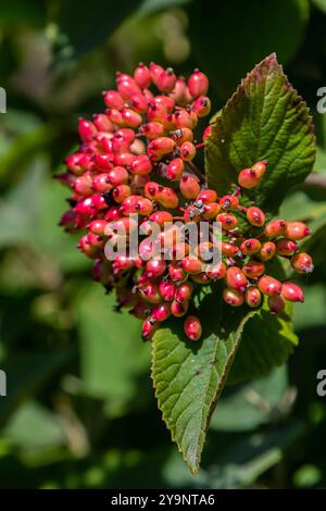 En été, le viburnum est un viburnum à feuilles entières les baies de Viburnum lantana mûrissent. Banque D'Images