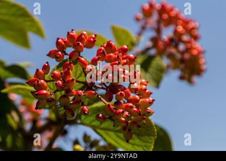 En été, le viburnum est un viburnum à feuilles entières les baies de Viburnum lantana mûrissent. Banque D'Images