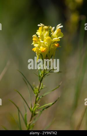 La graine de lin ou sauvage snapdragon Linaria vulgaris est une herbe médicinale. Inflorescence des fleurs sauvages. Banque D'Images