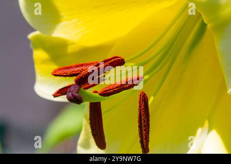 fleurs de lilium jaune avec burgeons et feuilles vertes. Banque D'Images