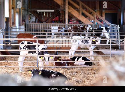 Froideville, Suisse. 10 octobre 2024. Des vaches sont photographiées à la ferme laitière David Jaccoud à Froideville, Suisse, 10 octobre 2024. Nichée au pied des Alpes et face à des pâturages luxuriants, David Jaccoud, une ferme laitière de Froideville en Suisse, abrite environ 110 vaches laitières et 200 autres animaux, produisant 2 500 litres de lait par jour. Crédit : Lian Yi/Xinhua/Alamy Live News Banque D'Images