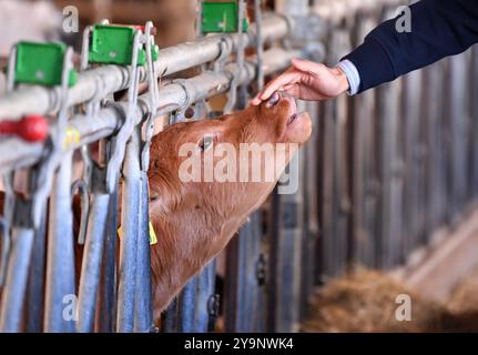 Froideville, Suisse. 10 octobre 2024. Une vache est photographiée à la ferme laitière David Jaccoud à Froideville, Suisse, 10 octobre 2024. Nichée au pied des Alpes et face à des pâturages luxuriants, David Jaccoud, une ferme laitière de Froideville en Suisse, abrite environ 110 vaches laitières et 200 autres animaux, produisant 2 500 litres de lait par jour. Crédit : Lian Yi/Xinhua/Alamy Live News Banque D'Images