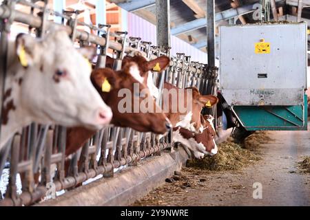 Froideville, Suisse. 10 octobre 2024. Les vaches sont nourries par un alimentateur automatique à la ferme laitière David Jaccoud à Froideville, Suisse, Oct. 10, 2024. Nichée au pied des Alpes et face à des pâturages luxuriants, David Jaccoud, une ferme laitière de Froideville en Suisse, abrite environ 110 vaches laitières et 200 autres animaux, produisant 2 500 litres de lait par jour. Crédit : Lian Yi/Xinhua/Alamy Live News Banque D'Images