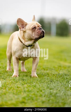 Portrait d'un bouledogue français de couleur claire. Chien sur l'herbe Banque D'Images
