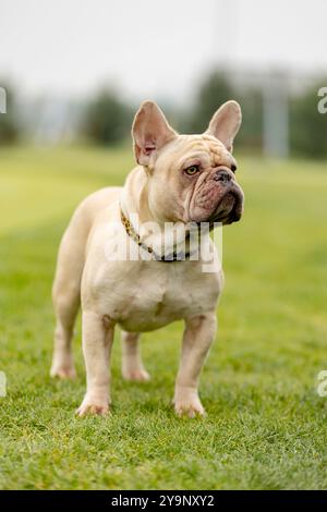 Portrait d'un bouledogue français de couleur claire. Chien sur l'herbe Banque D'Images