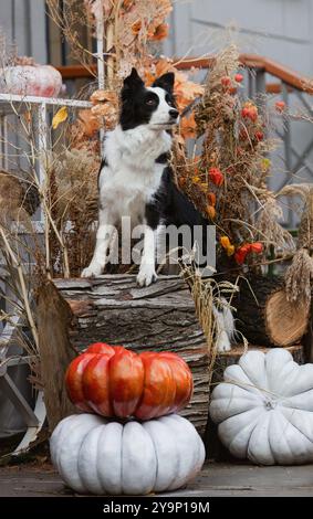 Chien de collie de frontière avec des citrouilles, décor d'Halloween. Banque D'Images