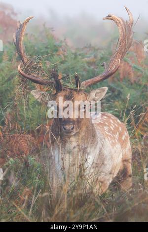 Richmond upon Thames, Londres. Vendredi 11 octobre 2024. Un cerf photographié un matin d'automne à Bushy Park près de Hampton court, Londres. Le crédit photo devrait se lire : Katie Collins/Alamy Live News Banque D'Images