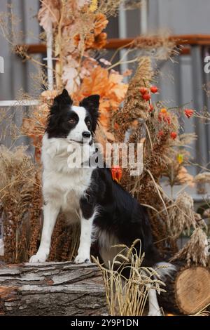 Chien de collie de frontière avec des citrouilles, décor d'Halloween. Banque D'Images