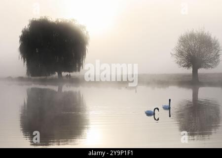 Richmond upon Thames, Londres. Vendredi 11 octobre 2024. Un matin brumeux et automnal à Bushy Park près de Hampton court, Londres. Le crédit photo devrait se lire : Katie Collins/Alamy Live News Banque D'Images