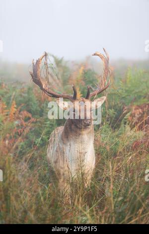 Richmond upon Thames, Londres. Vendredi 11 octobre 2024. Un cerf photographié un matin d'automne à Bushy Park près de Hampton court, Londres. Le crédit photo devrait se lire : Katie Collins/Alamy Live News Banque D'Images