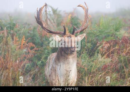 Richmond upon Thames, Londres. Vendredi 11 octobre 2024. Un cerf photographié un matin d'automne à Bushy Park près de Hampton court, Londres. Le crédit photo devrait se lire : Katie Collins/Alamy Live News Banque D'Images