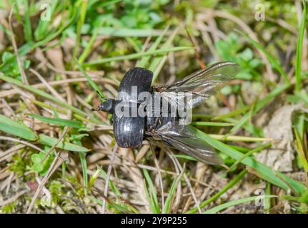 Coléoptère clown commun prenant son envol (Hister unicolor). Histeridae. Sussex, Royaume-Uni Banque D'Images