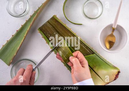 Aloe Vera Making - Aloe Vera crue biologique maison cosmétiques, boissons et nourriture. Les mains des femmes dans le pic disséquent et coupent une feuille d'aloès, faisant, pressant Banque D'Images