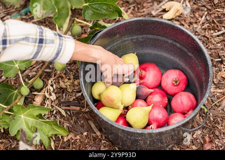 Femme plaçant une variété de fruits dans un pot Banque D'Images