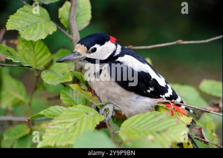 Buntspecht, ein Spechtmaennchen, Dendrocopos major, unterwegs auf Nahrungssuche im Laubwald Buntspecht *** Grand pic tacheté, un pic mâle, Dendrocopos major, buvant dans la forêt de feuillus Grand pic tacheté Banque D'Images