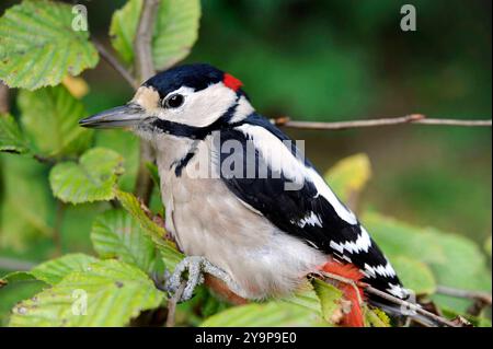 Buntspecht, ein Spechtmaennchen, Dendrocopos major, unterwegs auf Nahrungssuche im Laubwald Buntspecht *** Grand pic tacheté, un pic mâle, Dendrocopos major, buvant dans la forêt de feuillus Grand pic tacheté Banque D'Images