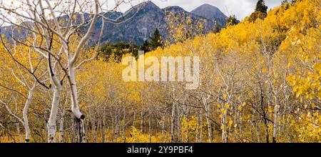 Feuilles et arbres d'Aspen d'automne jaune dans les montagnes Banque D'Images