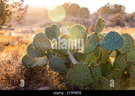 Cactus de la poire à barbarie dans le désert au coucher du soleil Banque D'Images