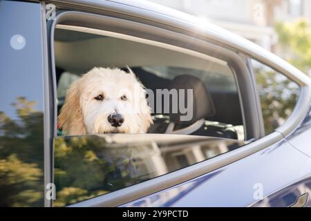 Chien regardant par la fenêtre d'une voiture intelligente Banque D'Images