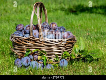 panier plein de prunes à l'automne Banque D'Images