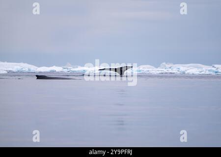 Baleine à bosse dans l'océan Austral. Antarctique Banque D'Images